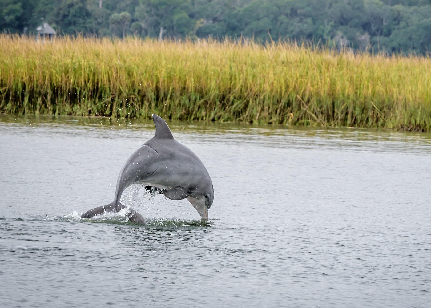 2 Hours Dolphin Eco Tour